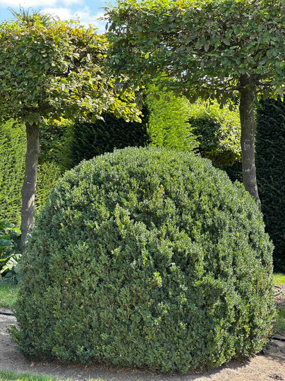 BUSE TOPIARY #051