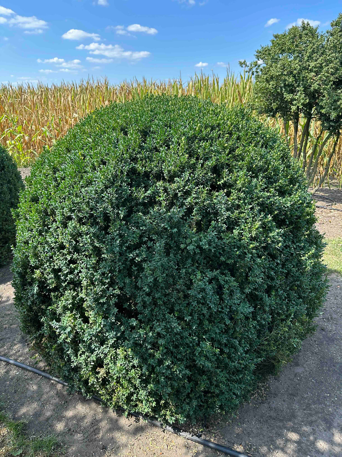 BUSE TOPIARY #051