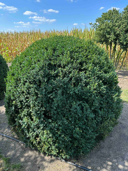 BUSE TOPIARY #051
