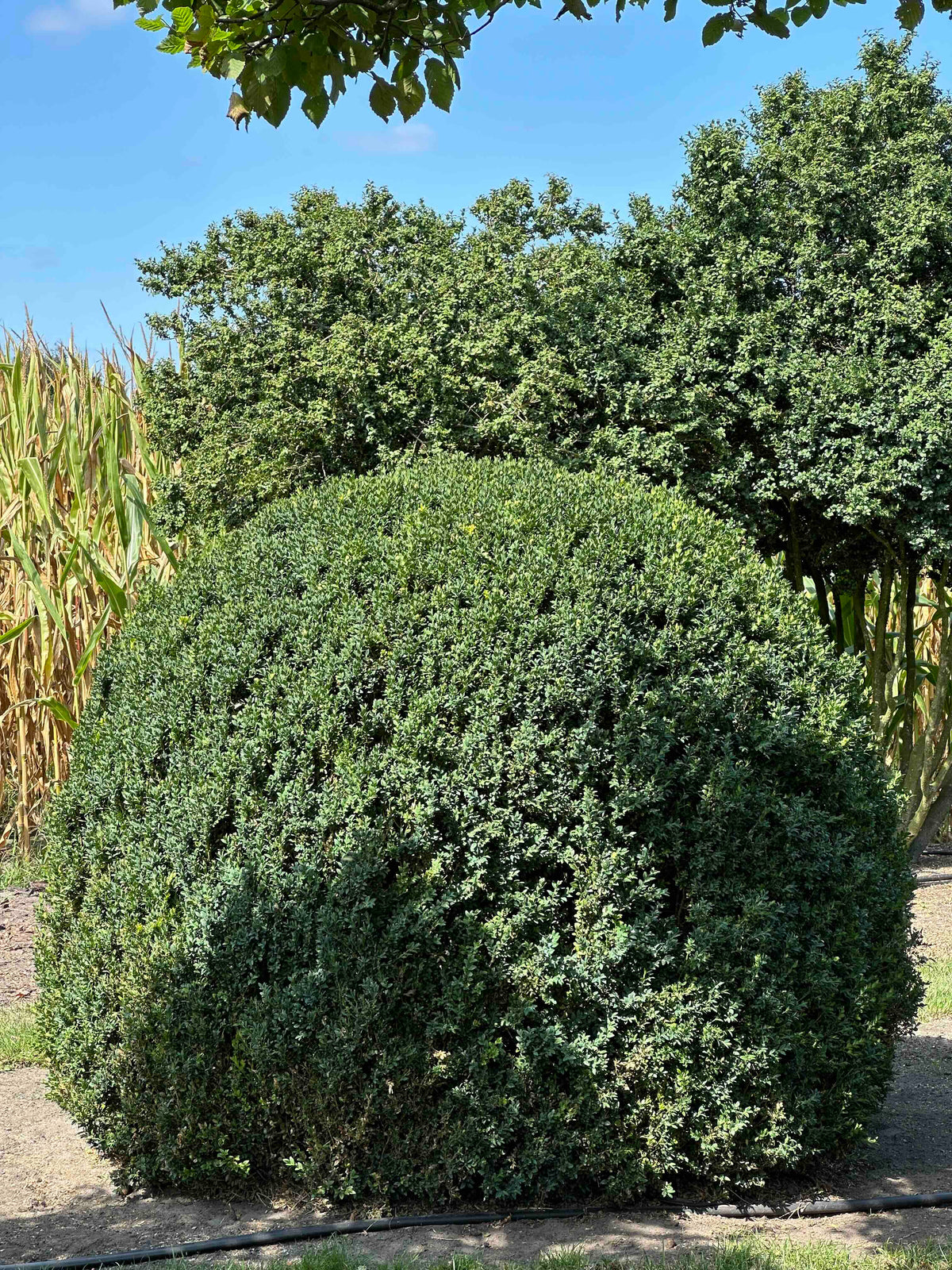BUSE TOPIARY #051