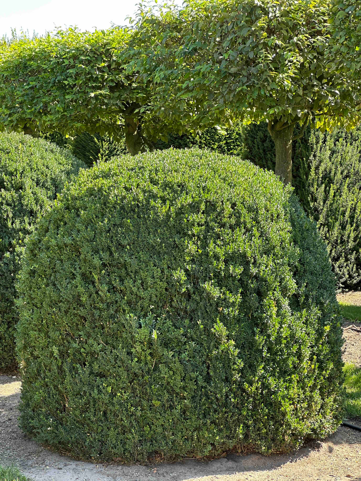 BUSE TOPIARY #052