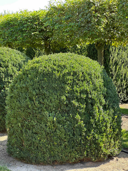 BUSE TOPIARY #052