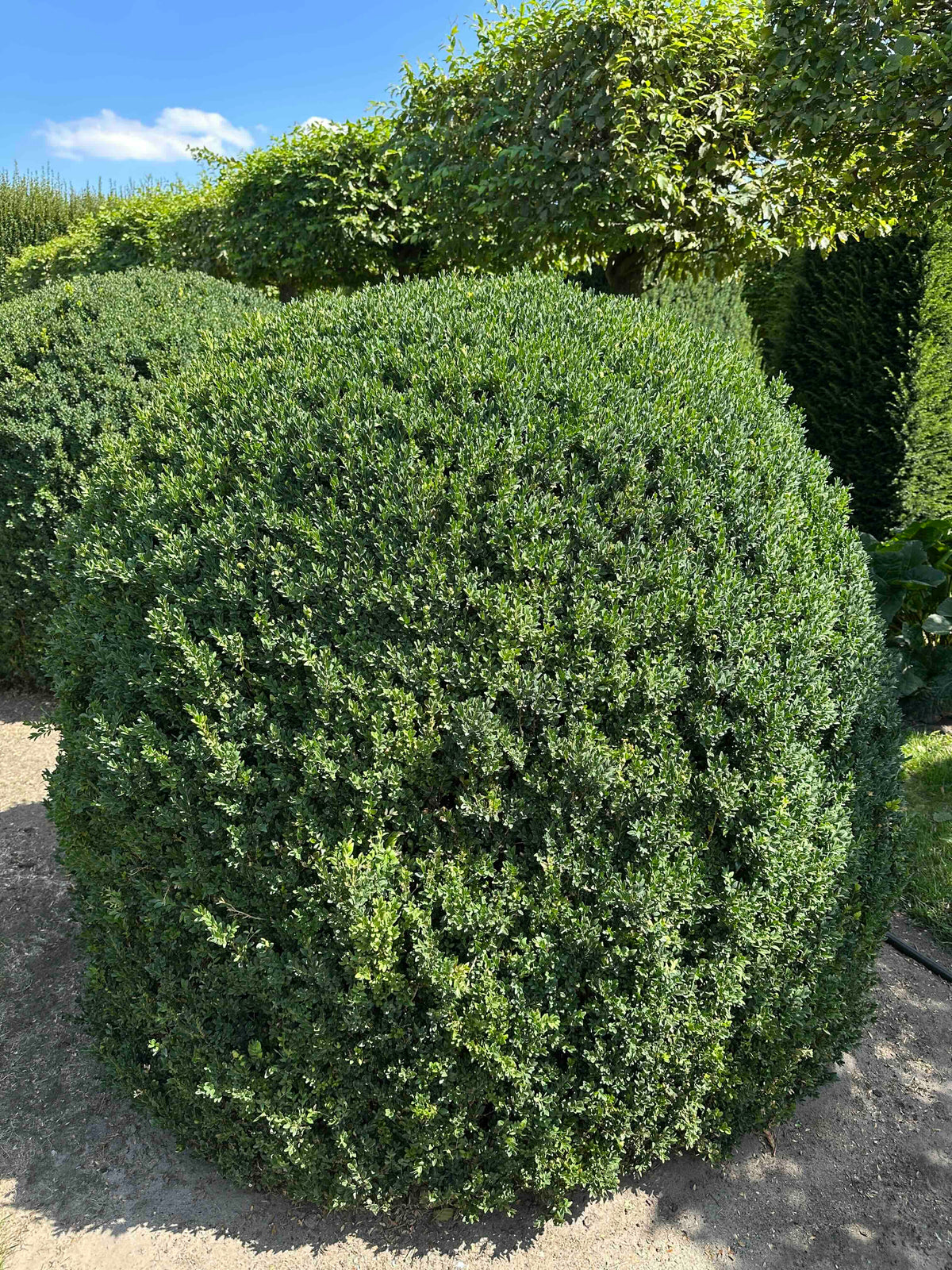 BUSE TOPIARY #052