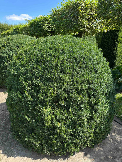 BUSE TOPIARY #052