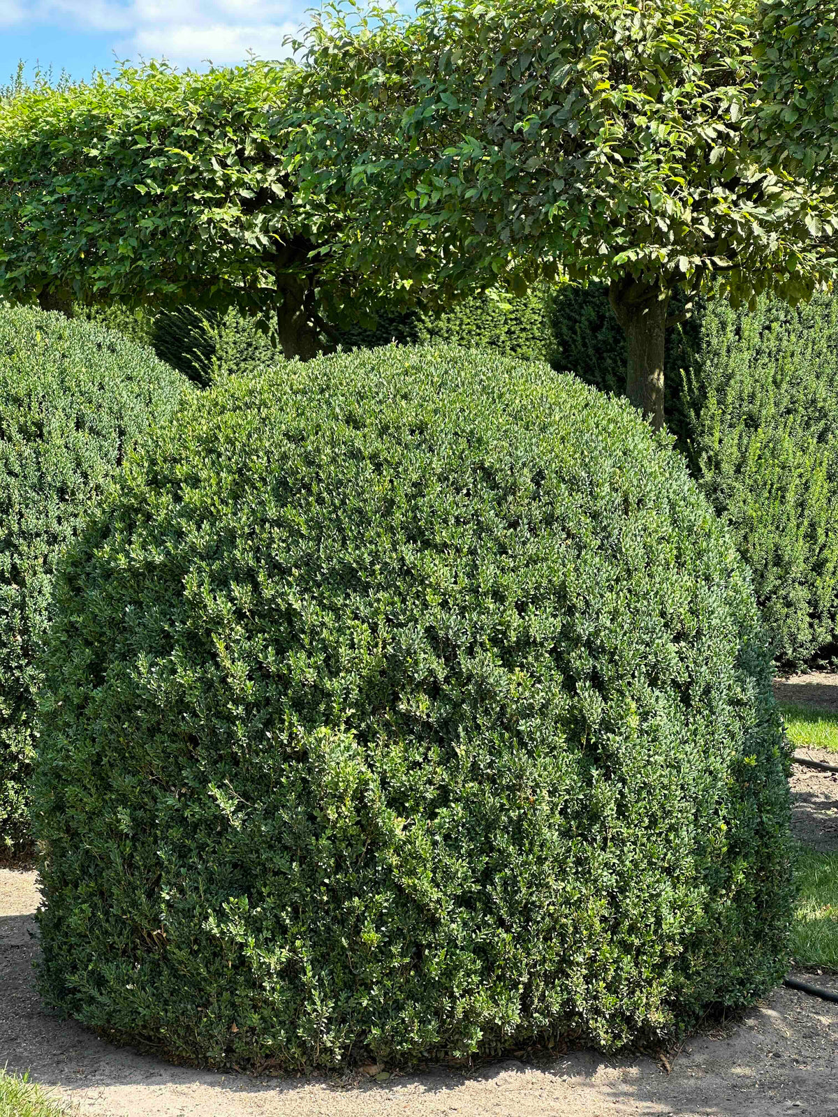BUSE TOPIARY #052