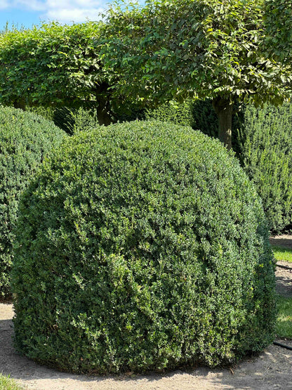 BUSE TOPIARY #052