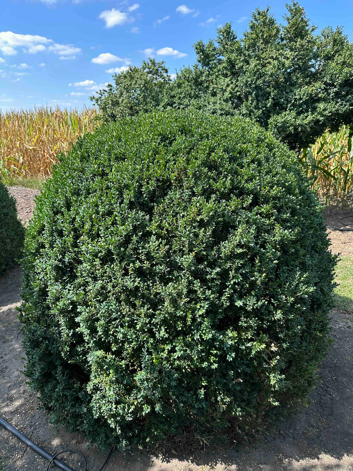 BUSE TOPIARY #052