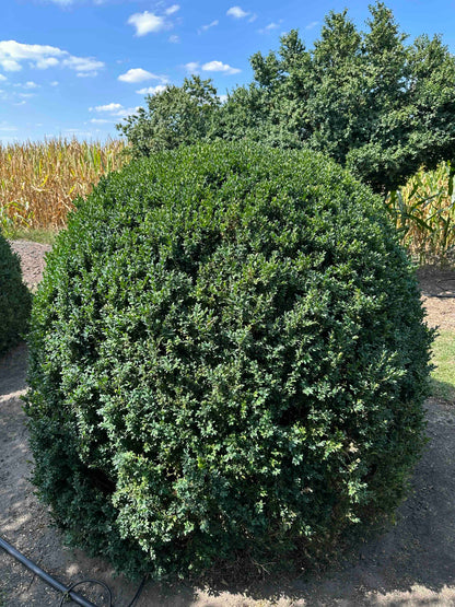 BUSE TOPIARY #052