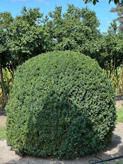 BUSE TOPIARY #052