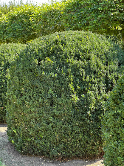 BUSE TOPIARY #053