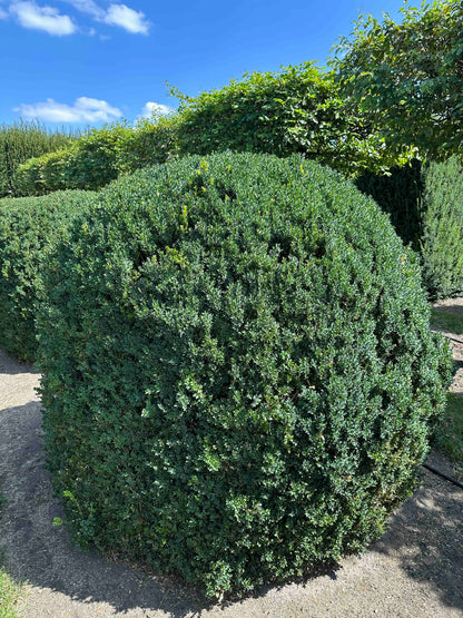 BUSE TOPIARY #053