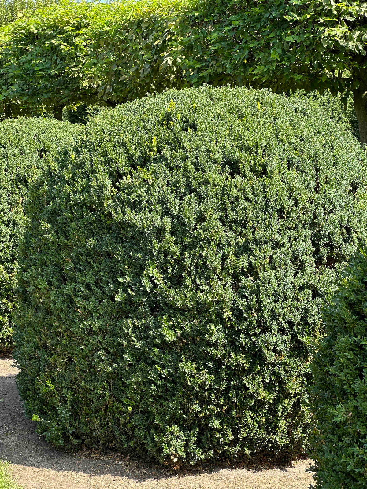 BUSE TOPIARY #053