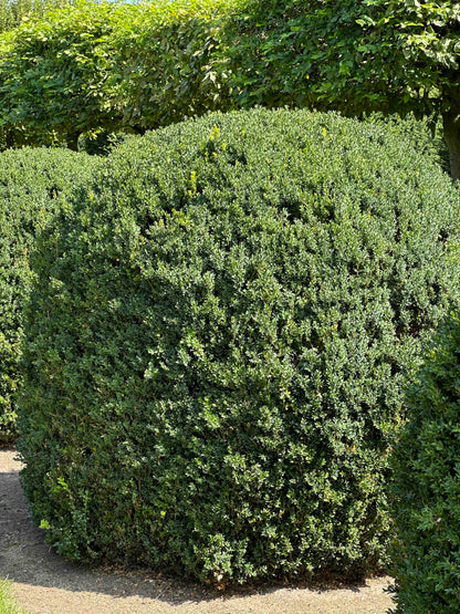 BUSE TOPIARY #053