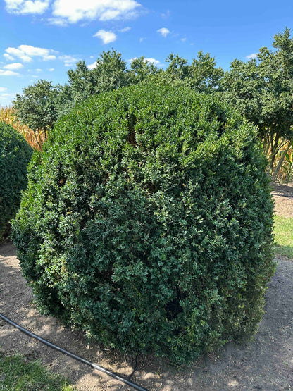 BUSE TOPIARY #053