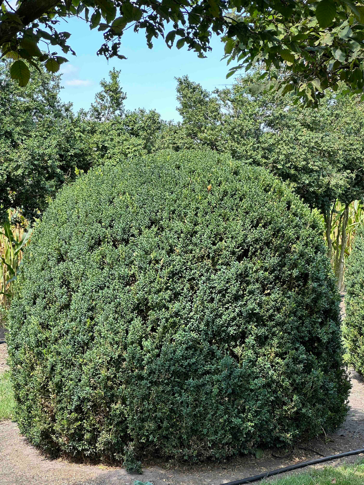 BUSE TOPIARY #053