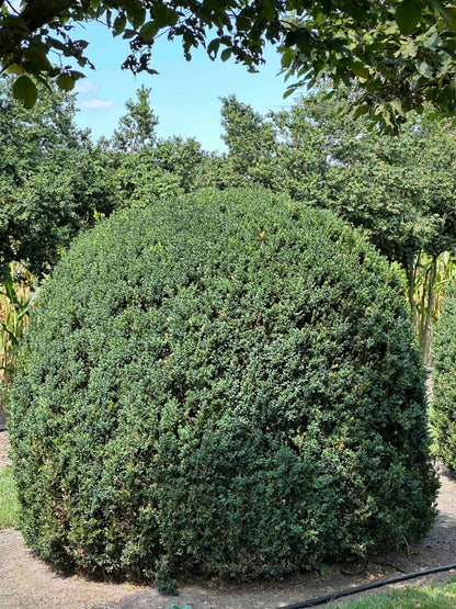 BUSE TOPIARY #053