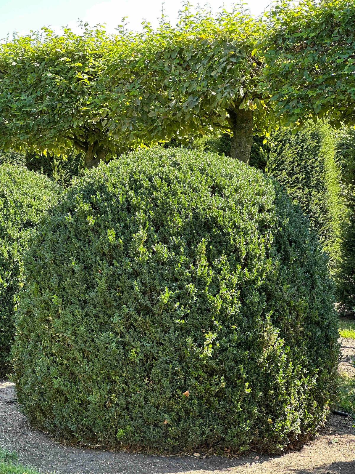 BUSE TOPIARY #054