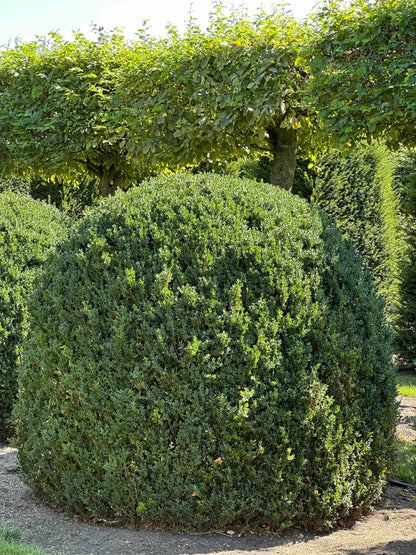 BUSE TOPIARY #054