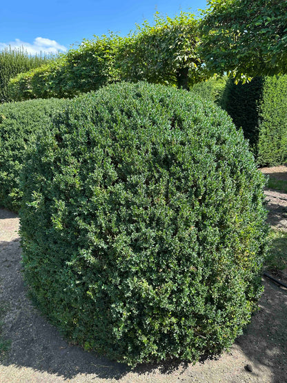 BUSE TOPIARY #054