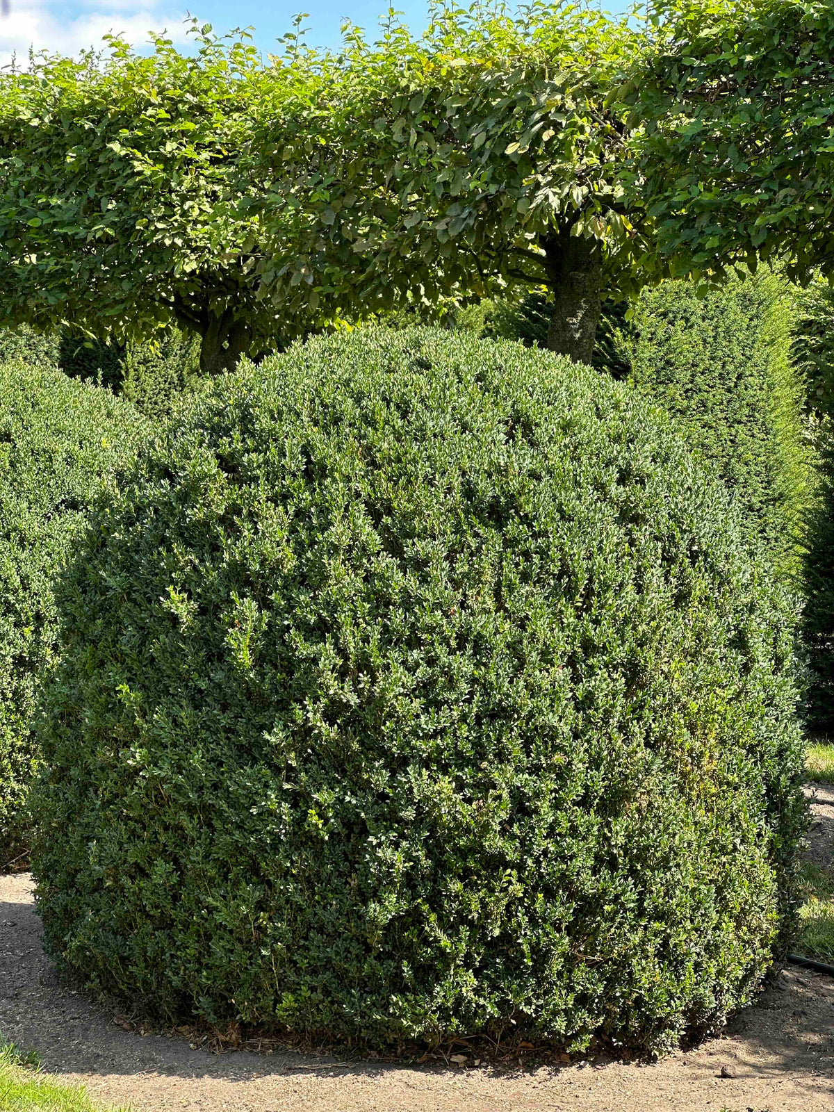 BUSE TOPIARY #054