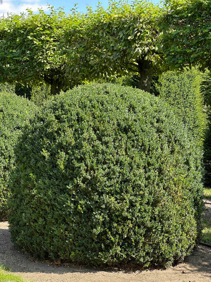 BUSE TOPIARY #054