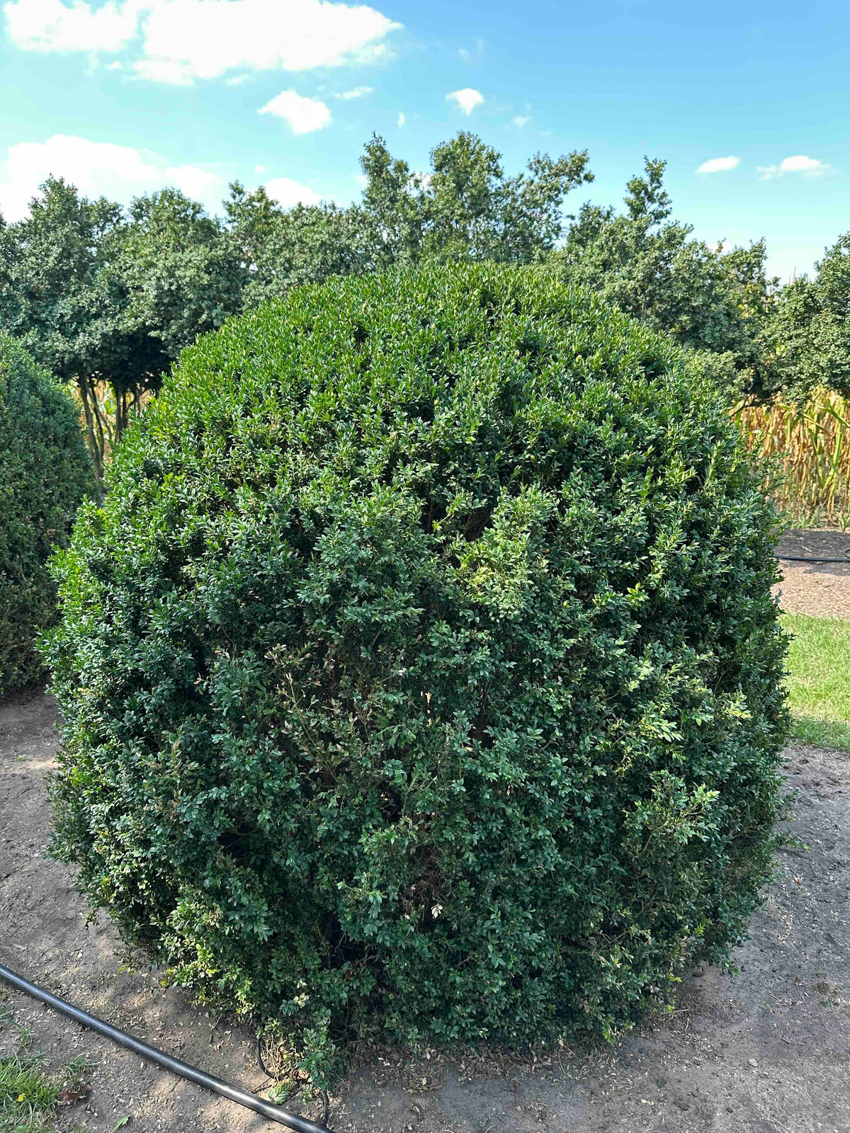 BUSE TOPIARY #054