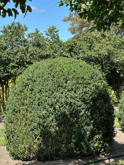 BUSE TOPIARY #054