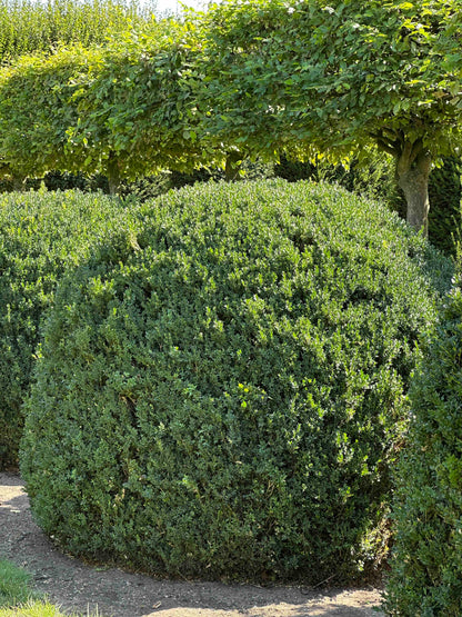 BUSE TOPIARY #055
