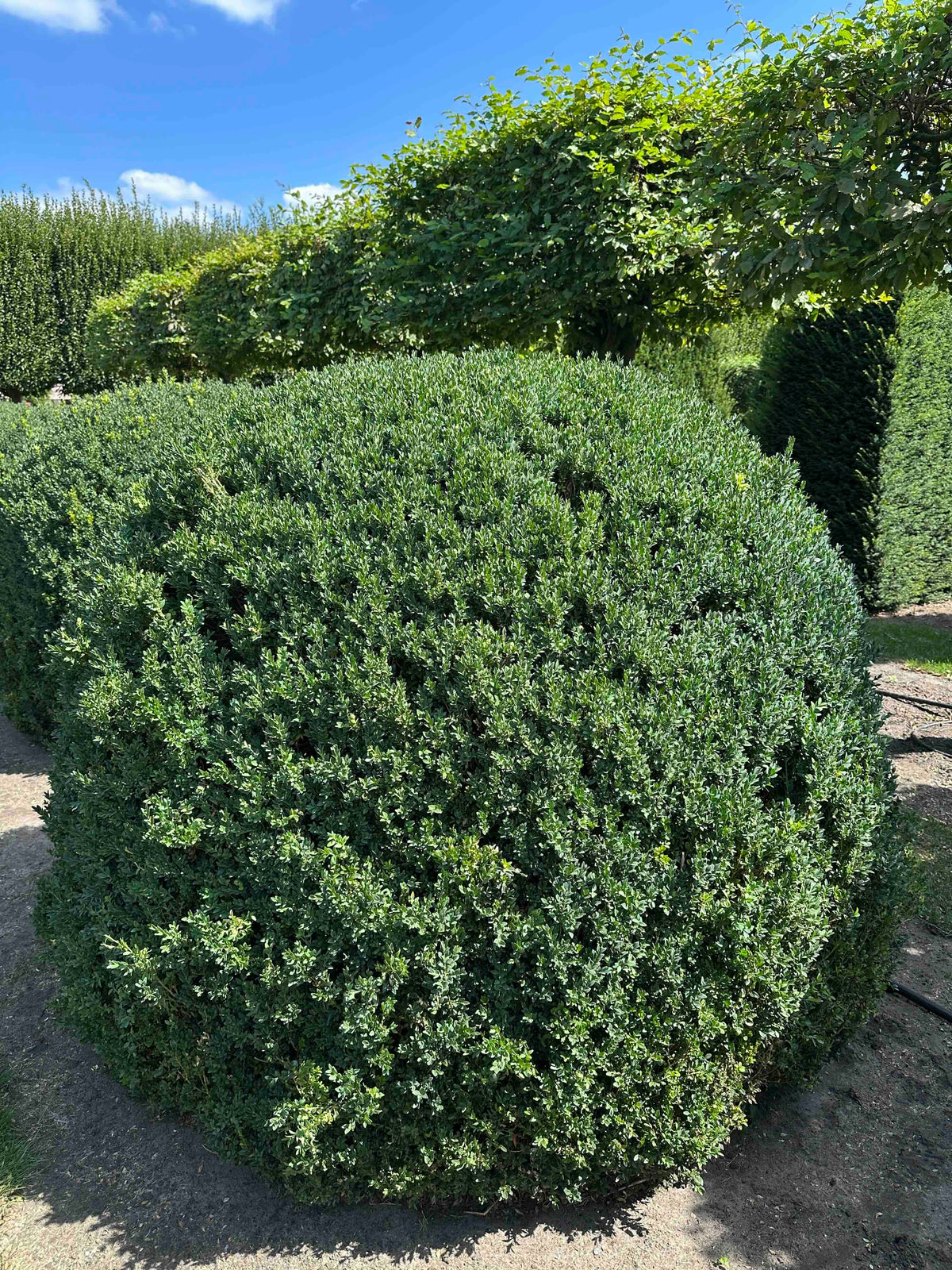 BUSE TOPIARY #055