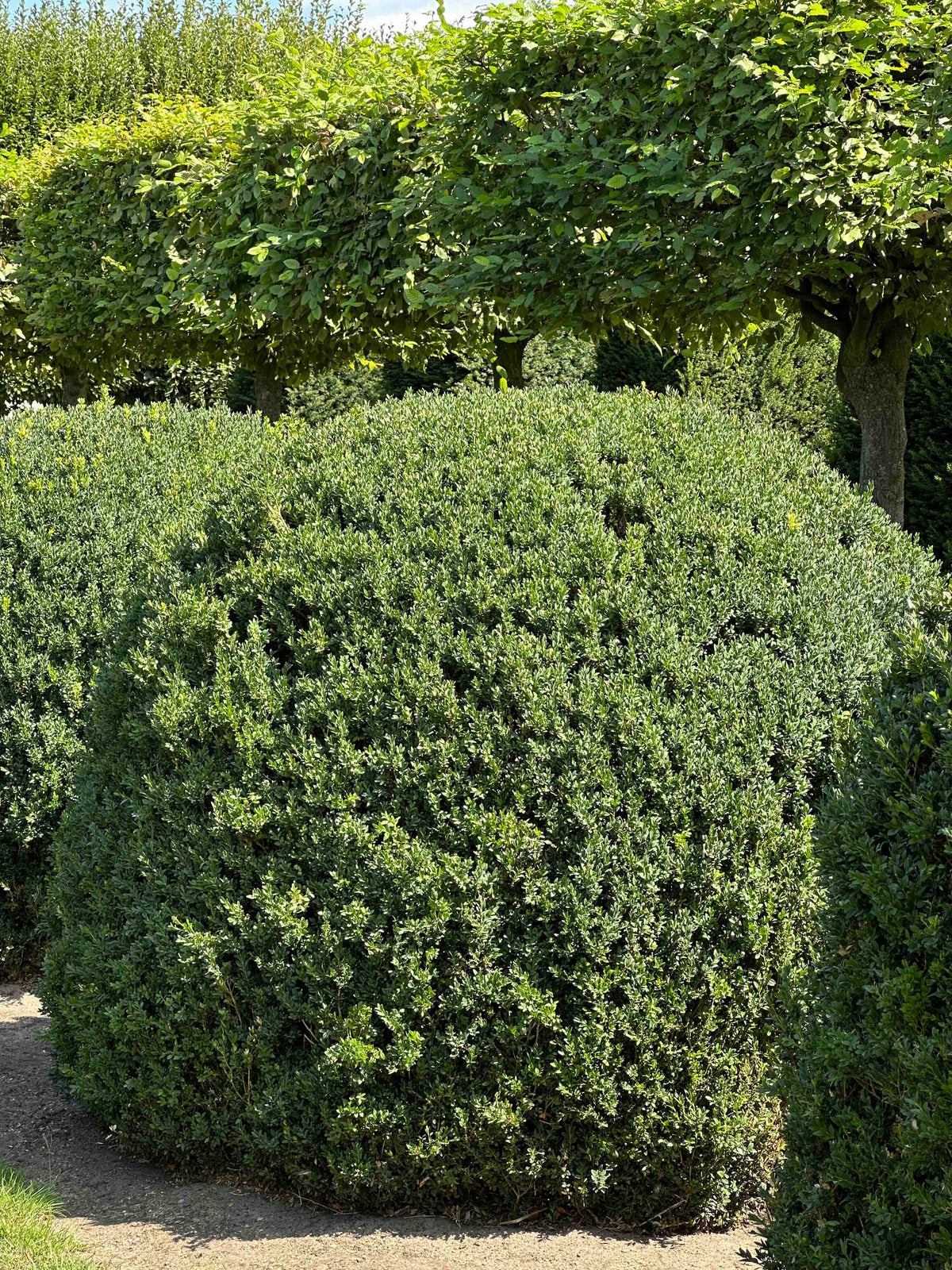BUSE TOPIARY #055
