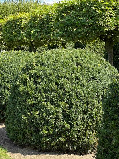 BUSE TOPIARY #055