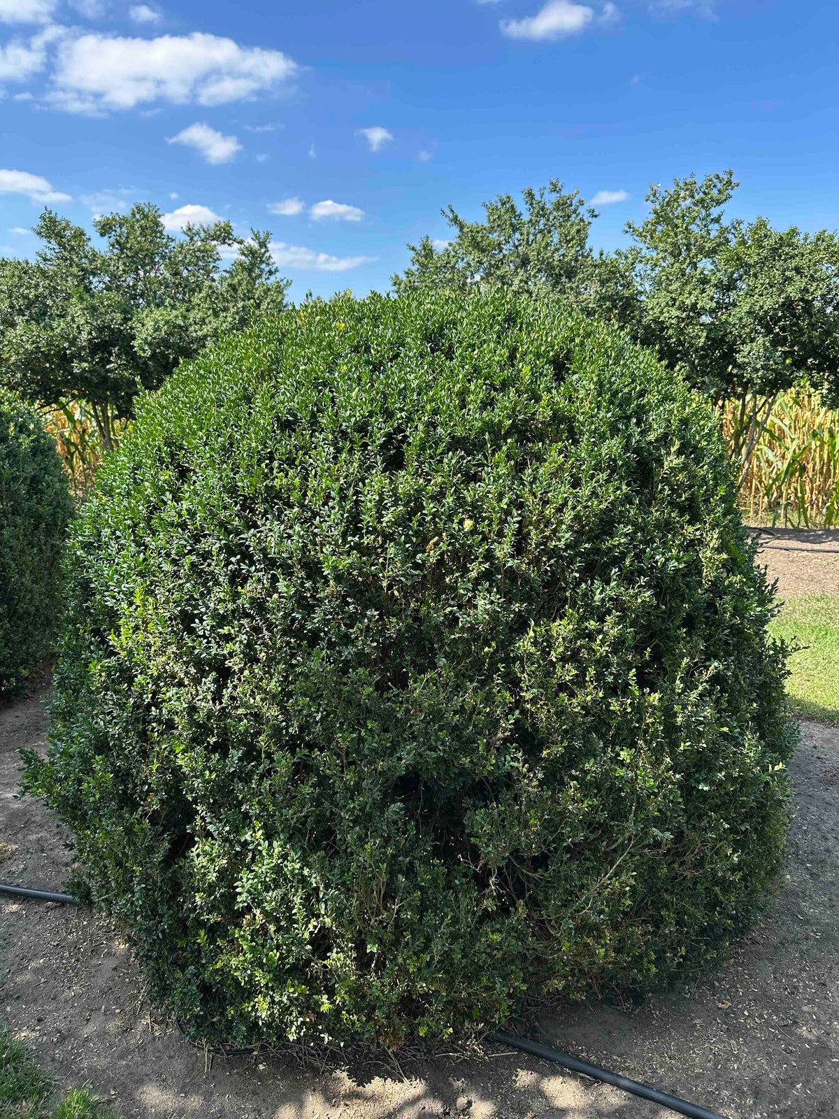 BUSE TOPIARY #055
