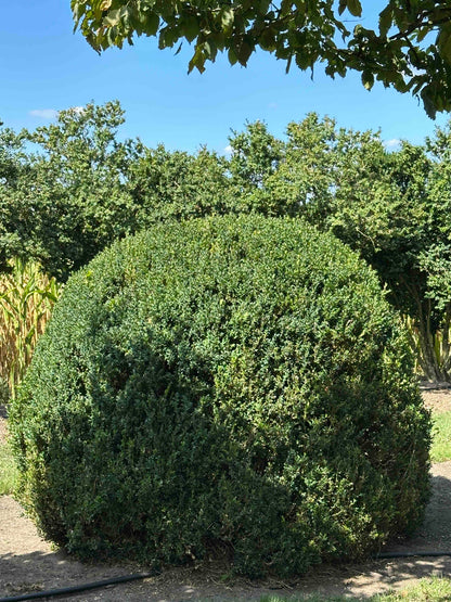 BUSE TOPIARY #055