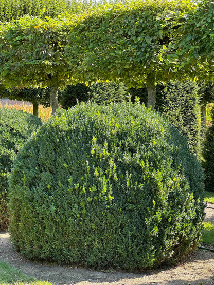 BUSE TOPIARY #057