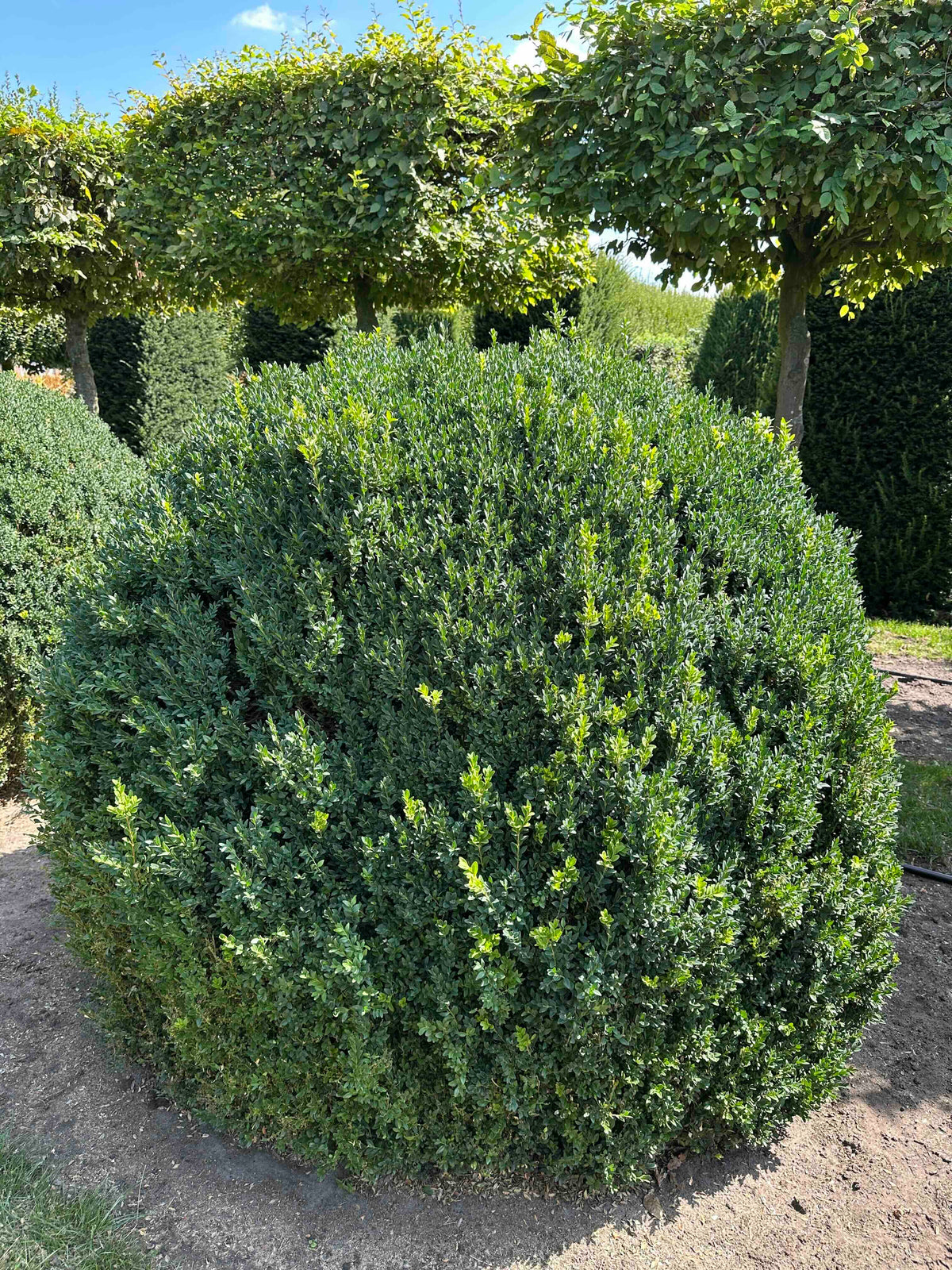 BUSE TOPIARY #057