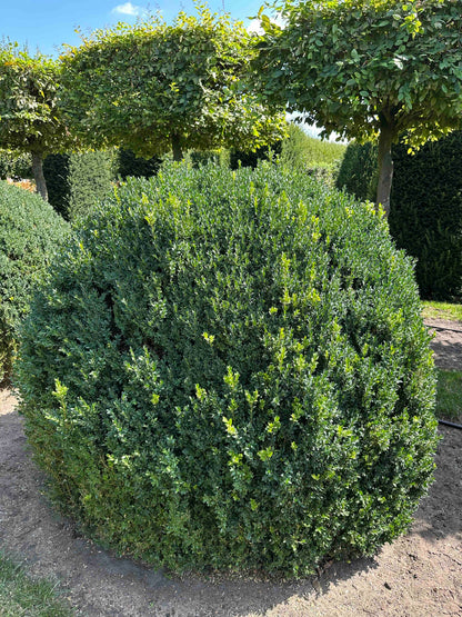 BUSE TOPIARY #057