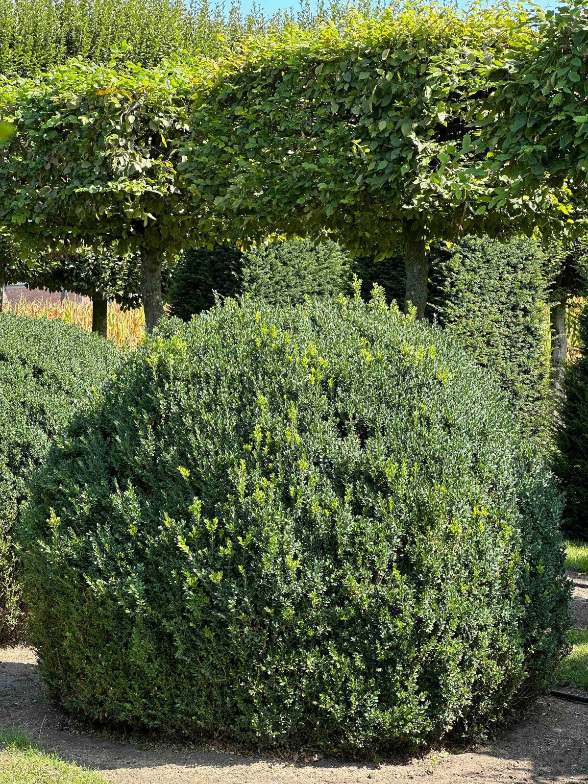 BUSE TOPIARY #057