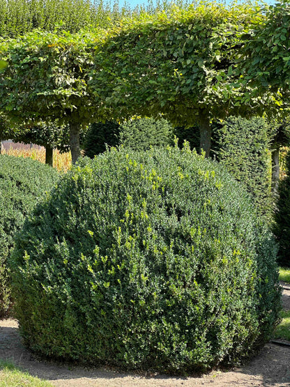 BUSE TOPIARY #057
