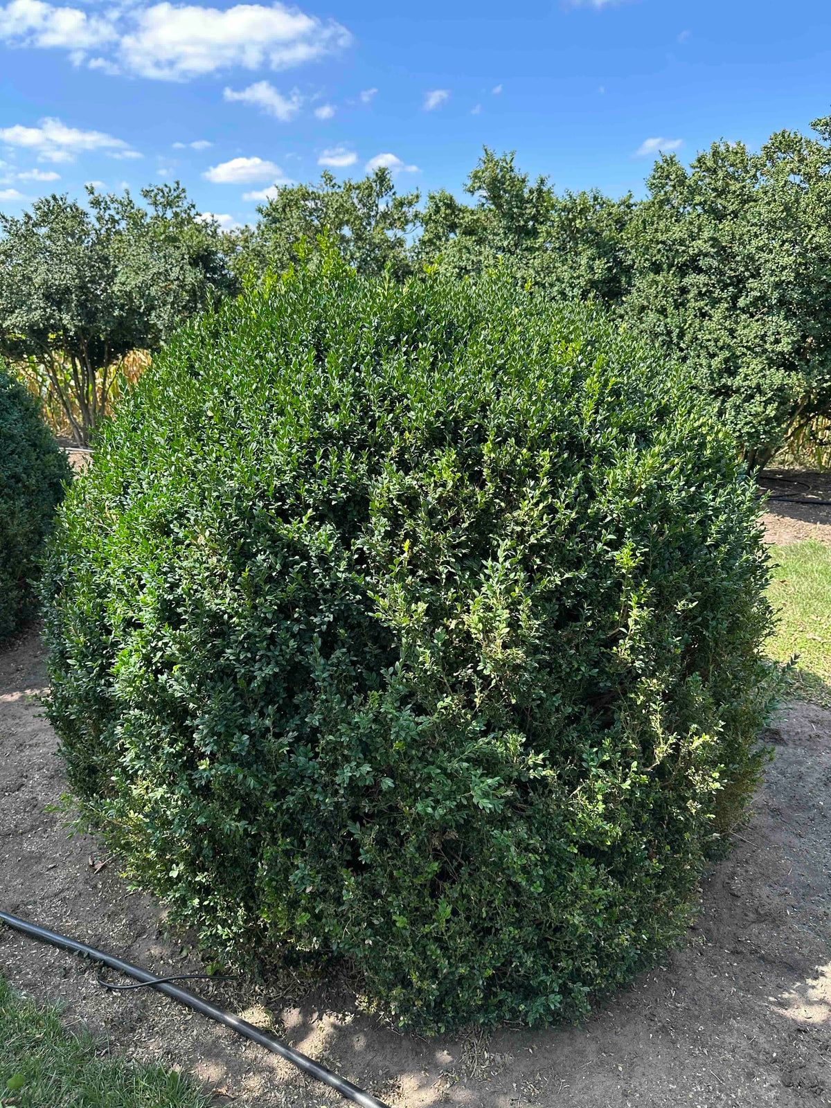 BUSE TOPIARY #057