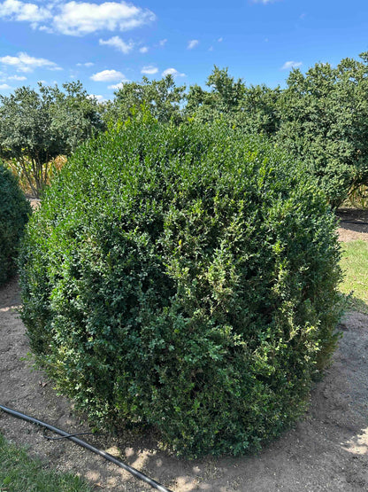BUSE TOPIARY #057