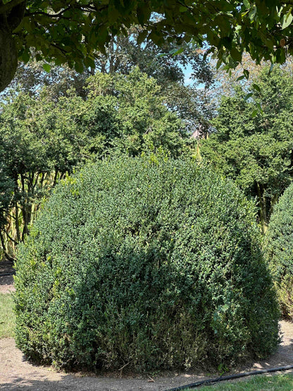 BUSE TOPIARY #057