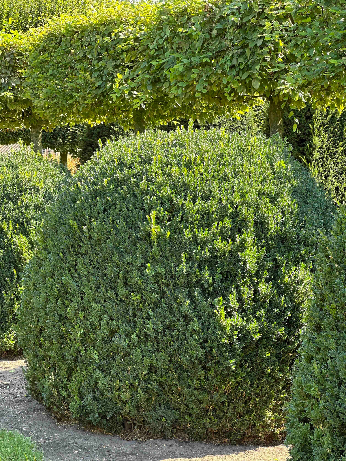 BUSE TOPIARY #056
