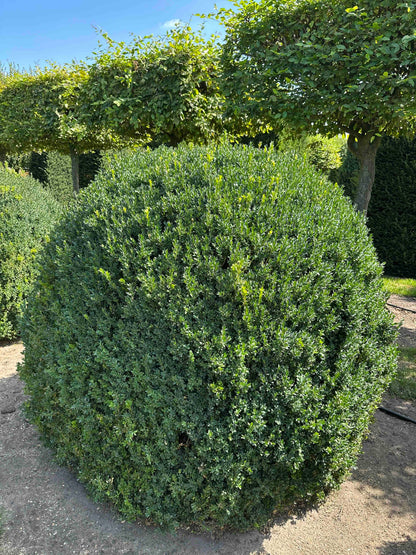 BUSE TOPIARY #056