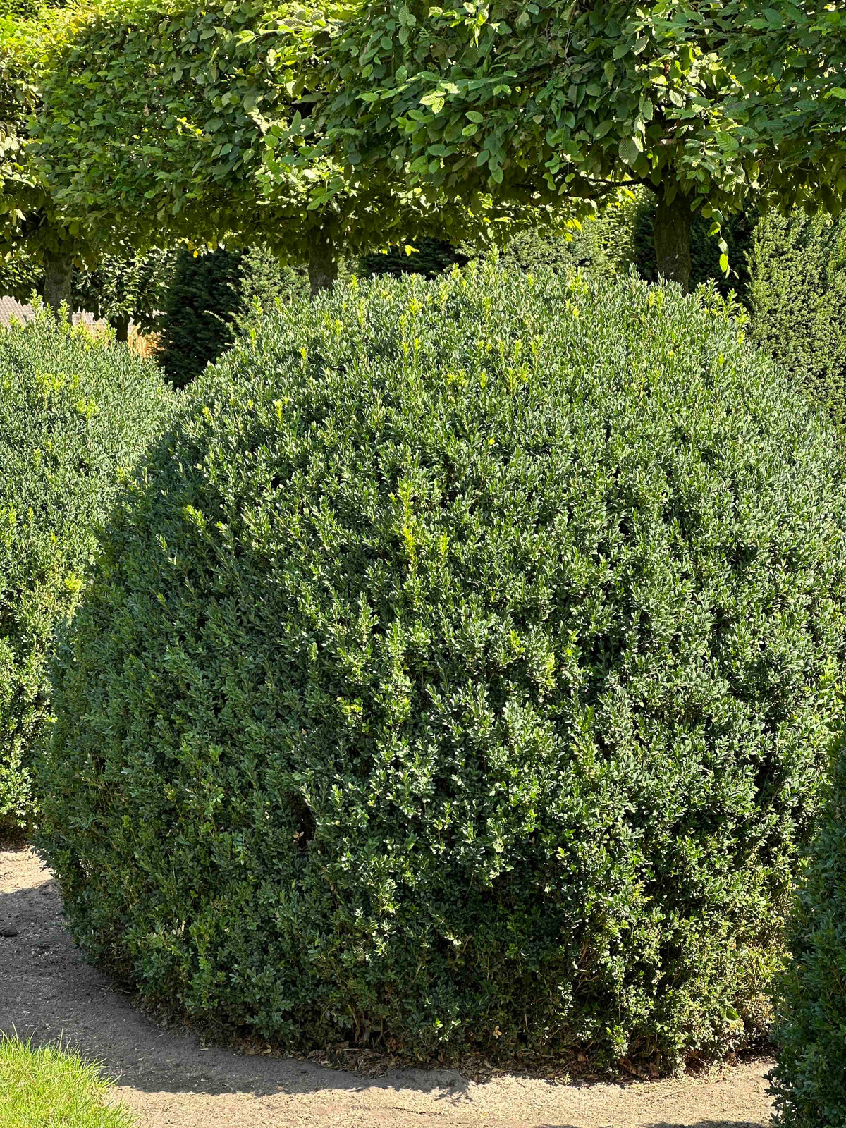 BUSE TOPIARY #056