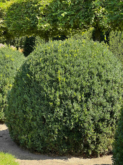 BUSE TOPIARY #056