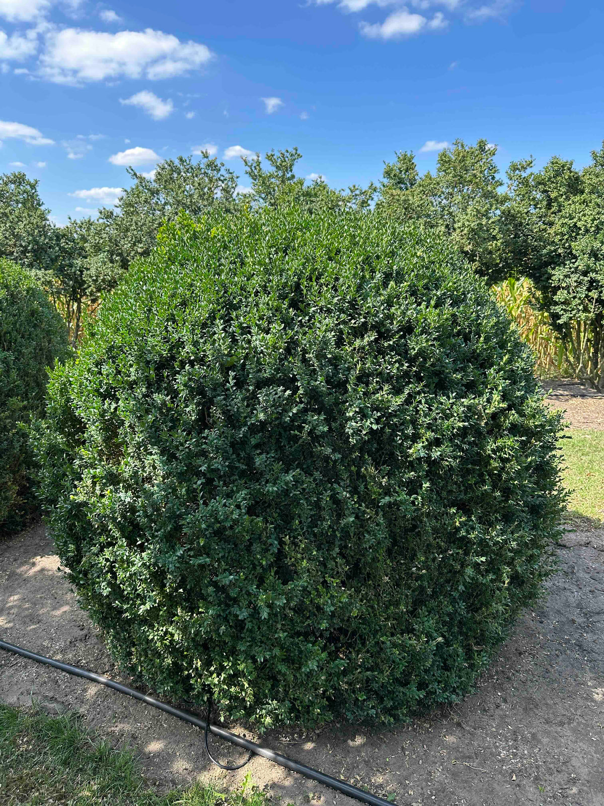 BUSE TOPIARY #056