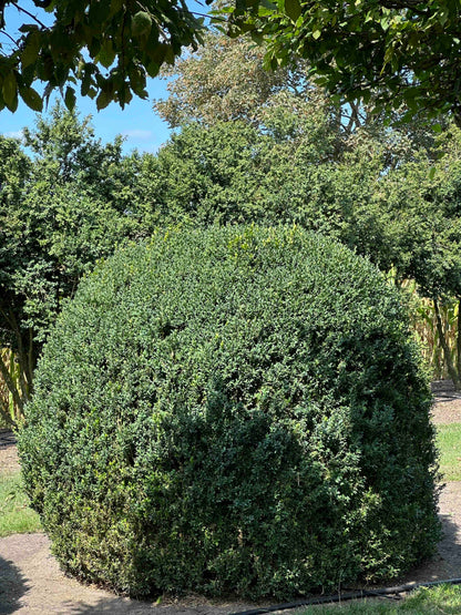 BUSE TOPIARY #056