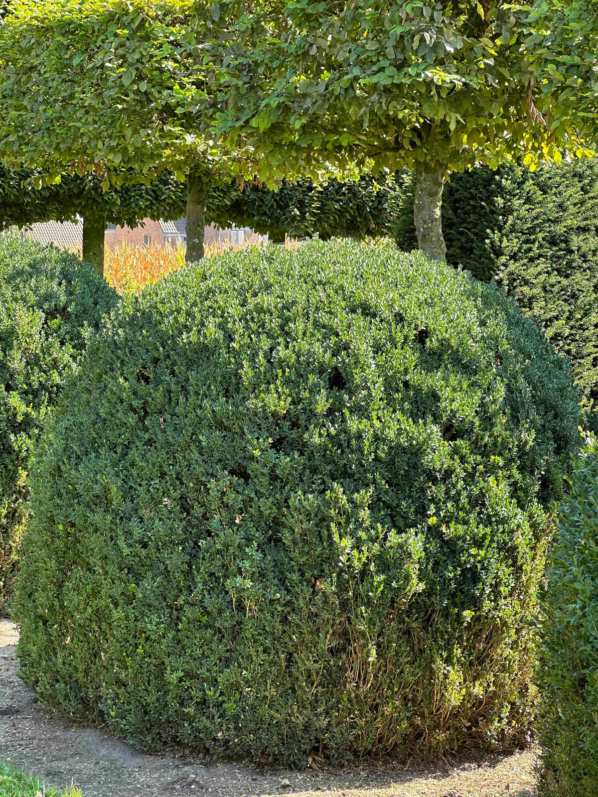 BUSE TOPIARY #058
