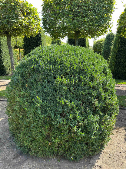 BUSE TOPIARY #058