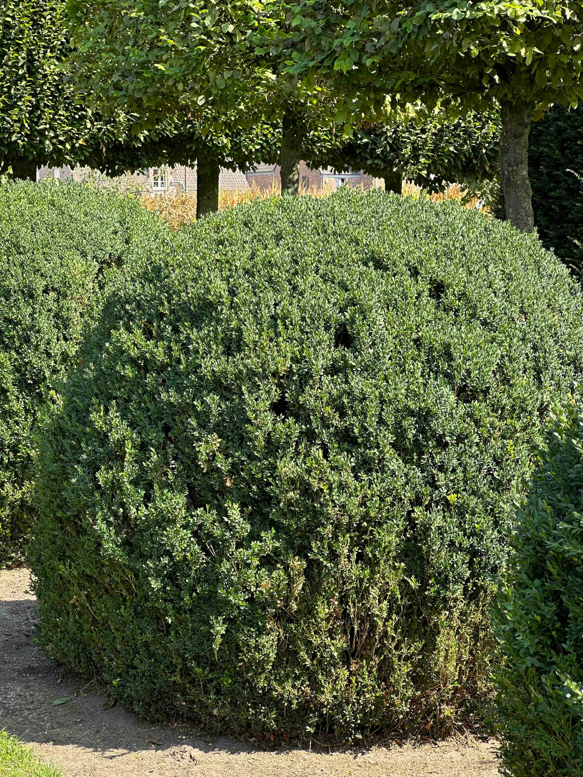 BUSE TOPIARY #058